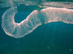 cieloestrellas reef39 (Custom) (Large).jpg